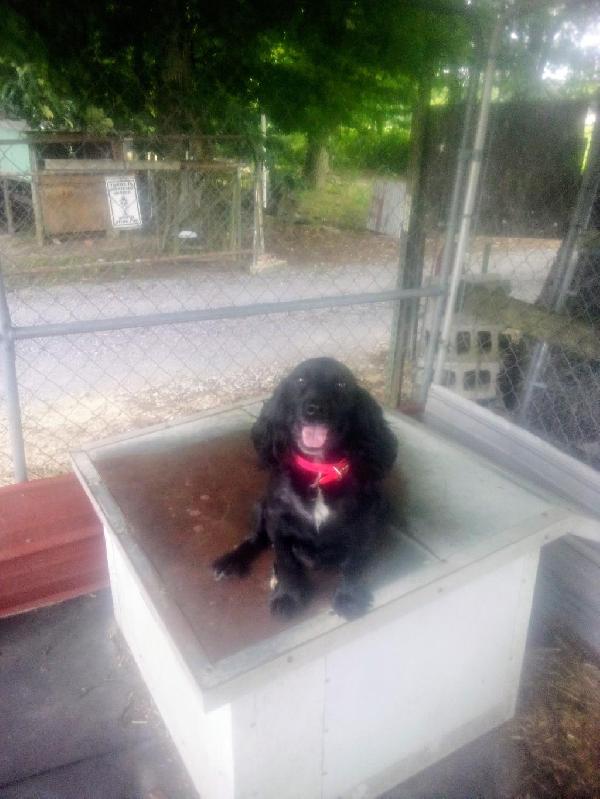 English Cocker Spaniel
