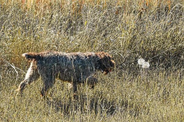 Wirehaired Pointing Griffon