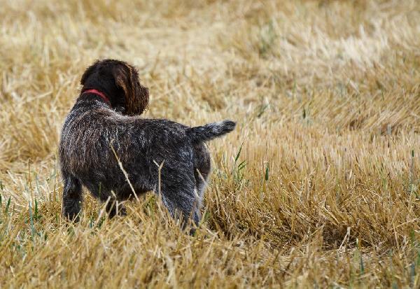 Wirehaired Pointing Griffon