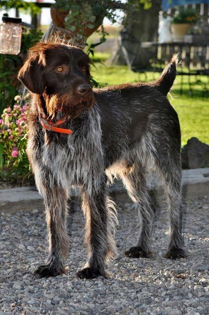 WIREHAIRED POINTING GRIFFON PUPPIES AVAILABLE