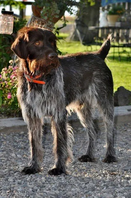 Wirehaired Pointing Griffon
