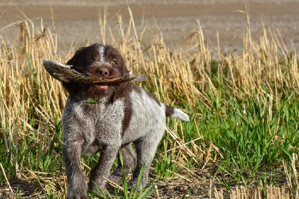 WIREHAIRED POINTING GRIFFON PUPPIES AVAILABLE Wirehaired Pointing Griffon