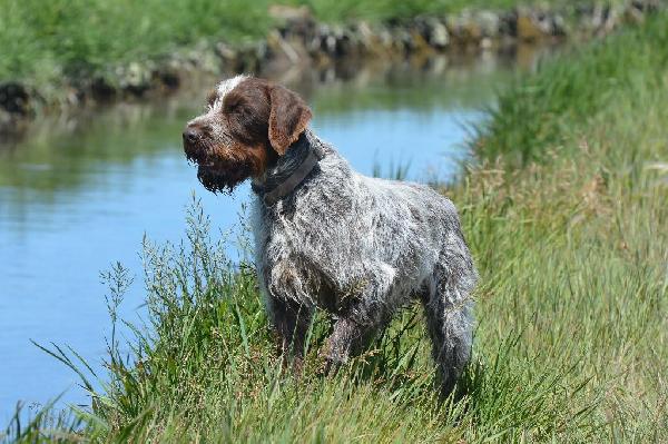 WIREHAIRED POINTING GRIFFON PUPPIES AVAILABLE Wirehaired Pointing Griffon