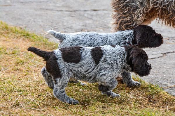 BLACK JACK AND WHITE HORSE