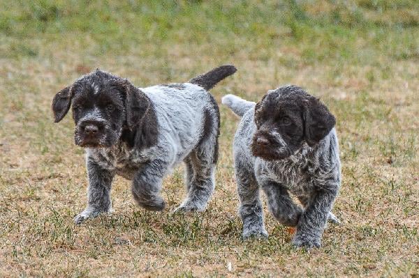 BLACK JACK AND WHITE HORSE