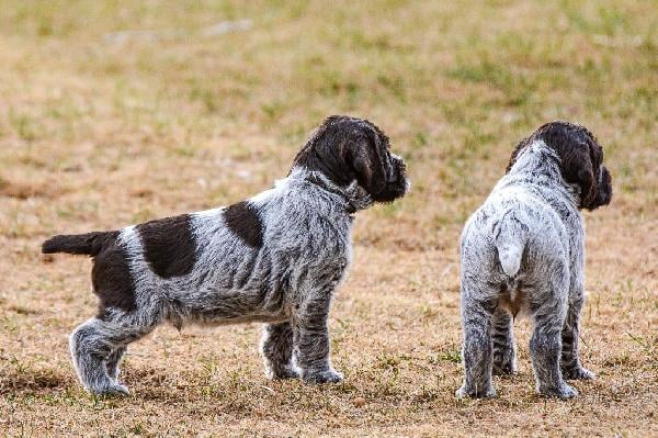 BLACK JACK AND WHITE HORSE