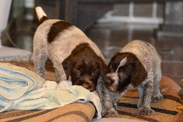 BROWN BEAR GREY GOOSE