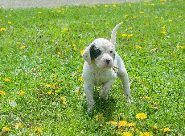English Setter