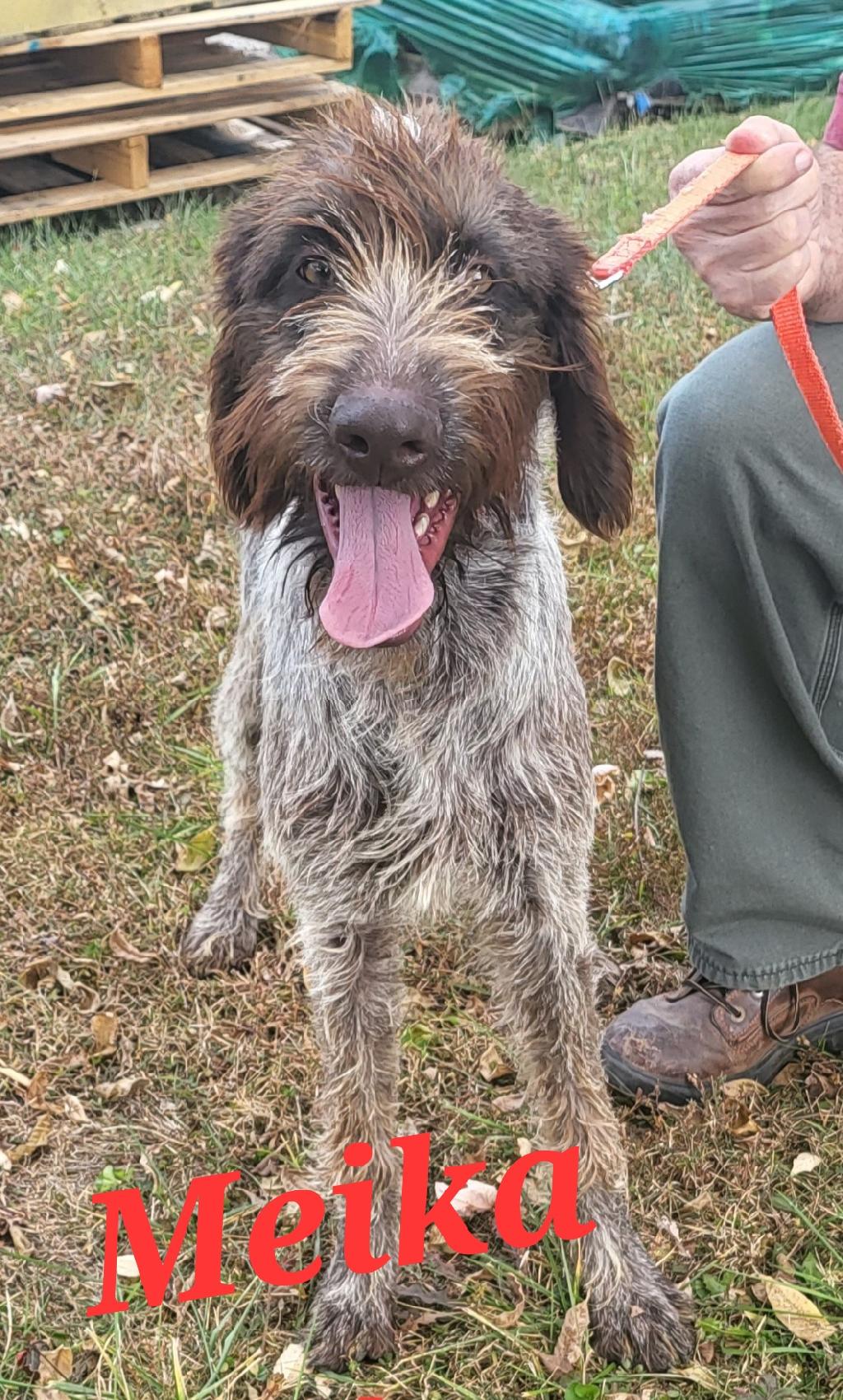 GWP PUP