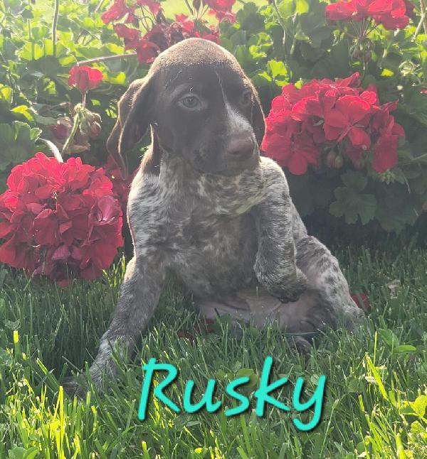 German Shorthaired Pointer