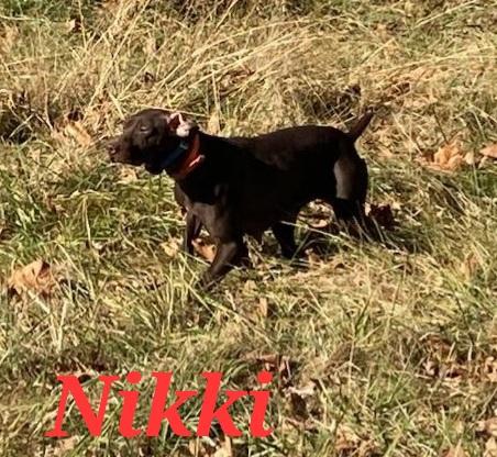 GSP German Shorthaired Pointer