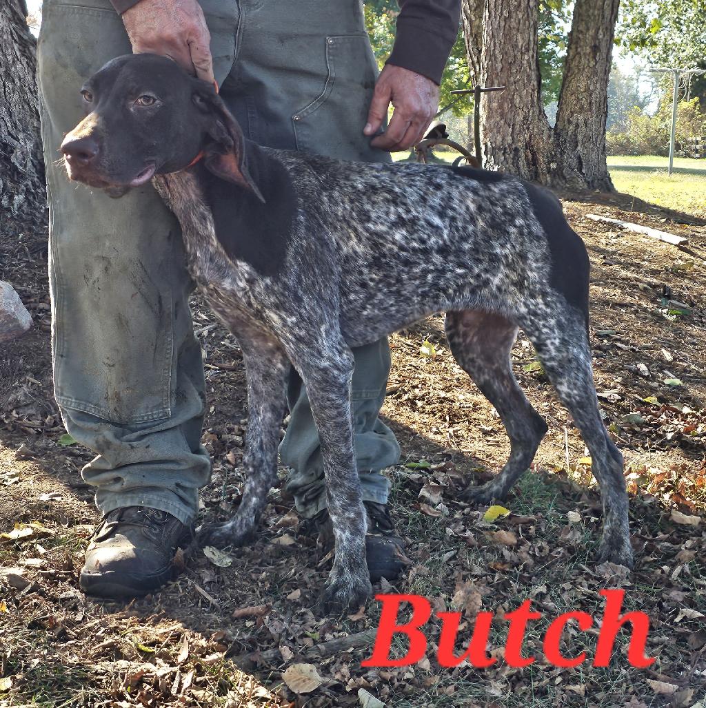 GSP PUPS German Shorthaired Pointer