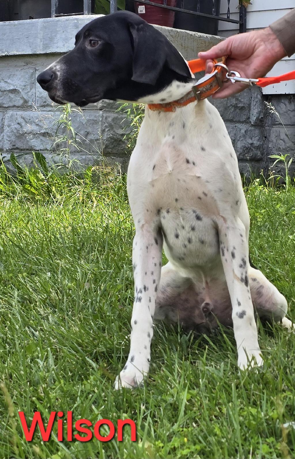 GSP PUPS German Shorthaired Pointer