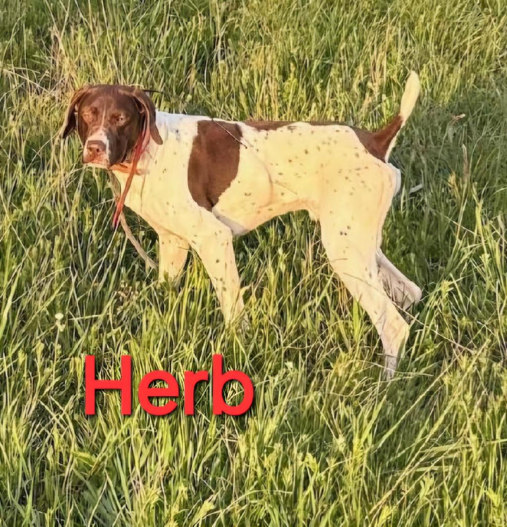 GSP German Shorthaired Pointer