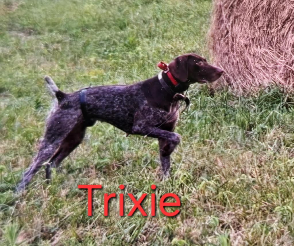 GSP German Shorthaired Pointer