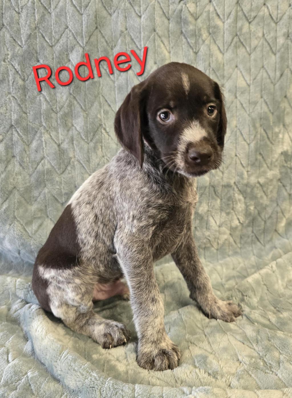 GWP PUPS German Wirehaired Pointer