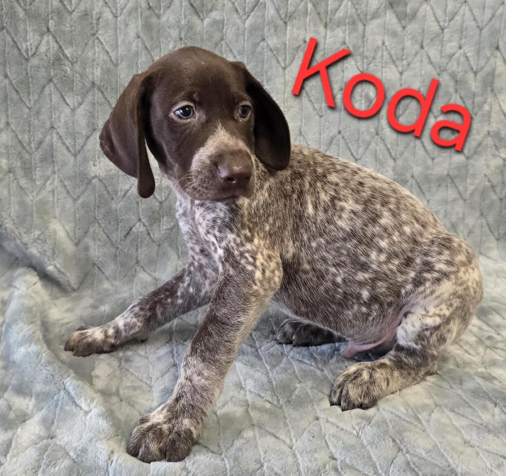 GSP PUP German Shorthaired Pointer