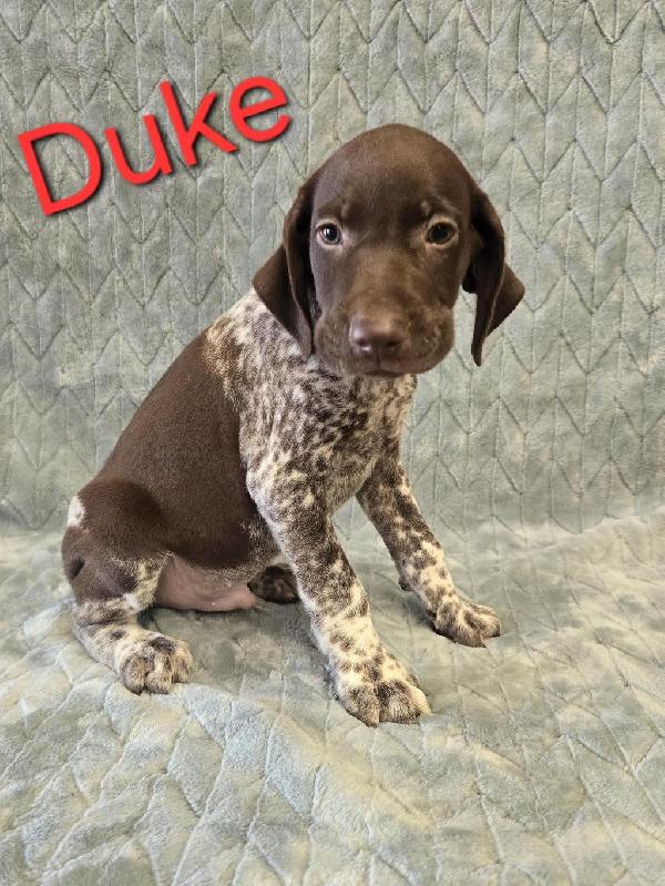 German Shorthaired Pointer