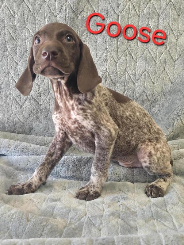 German Shorthaired Pointer