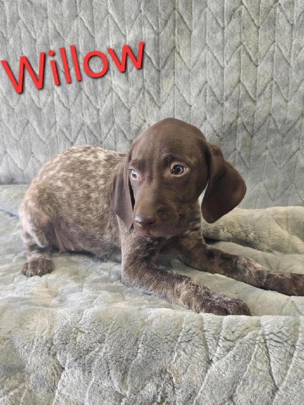 German Shorthaired Pointer