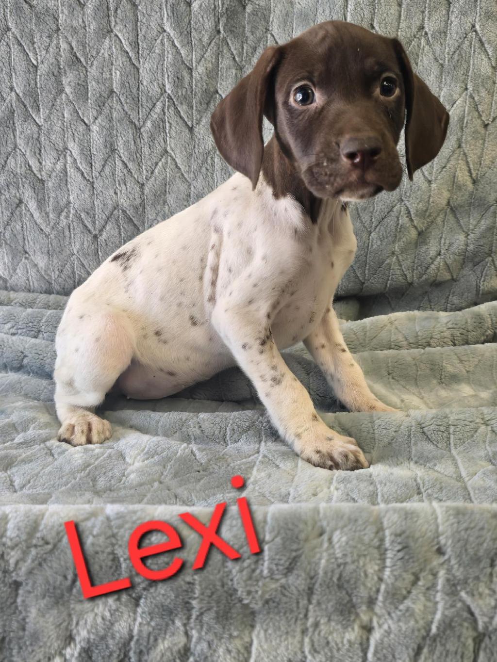 GSP PUP German Shorthaired Pointer