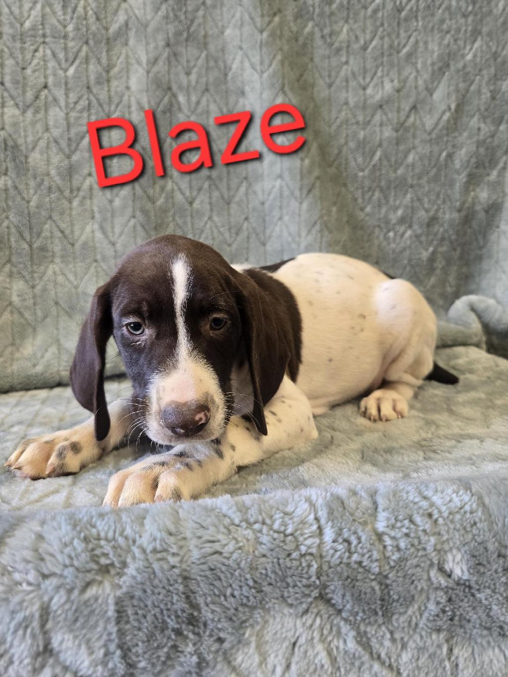 GSP PUP German Shorthaired Pointer