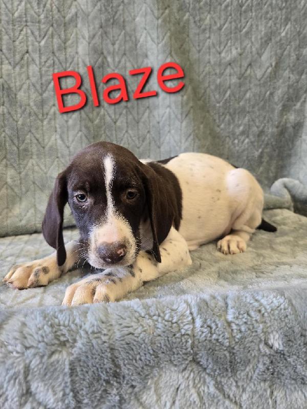 German Shorthaired Pointer