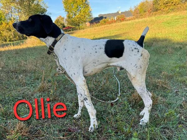 German Shorthaired Pointer