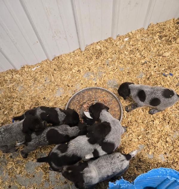 GWP PUPS German Wirehaired Pointer