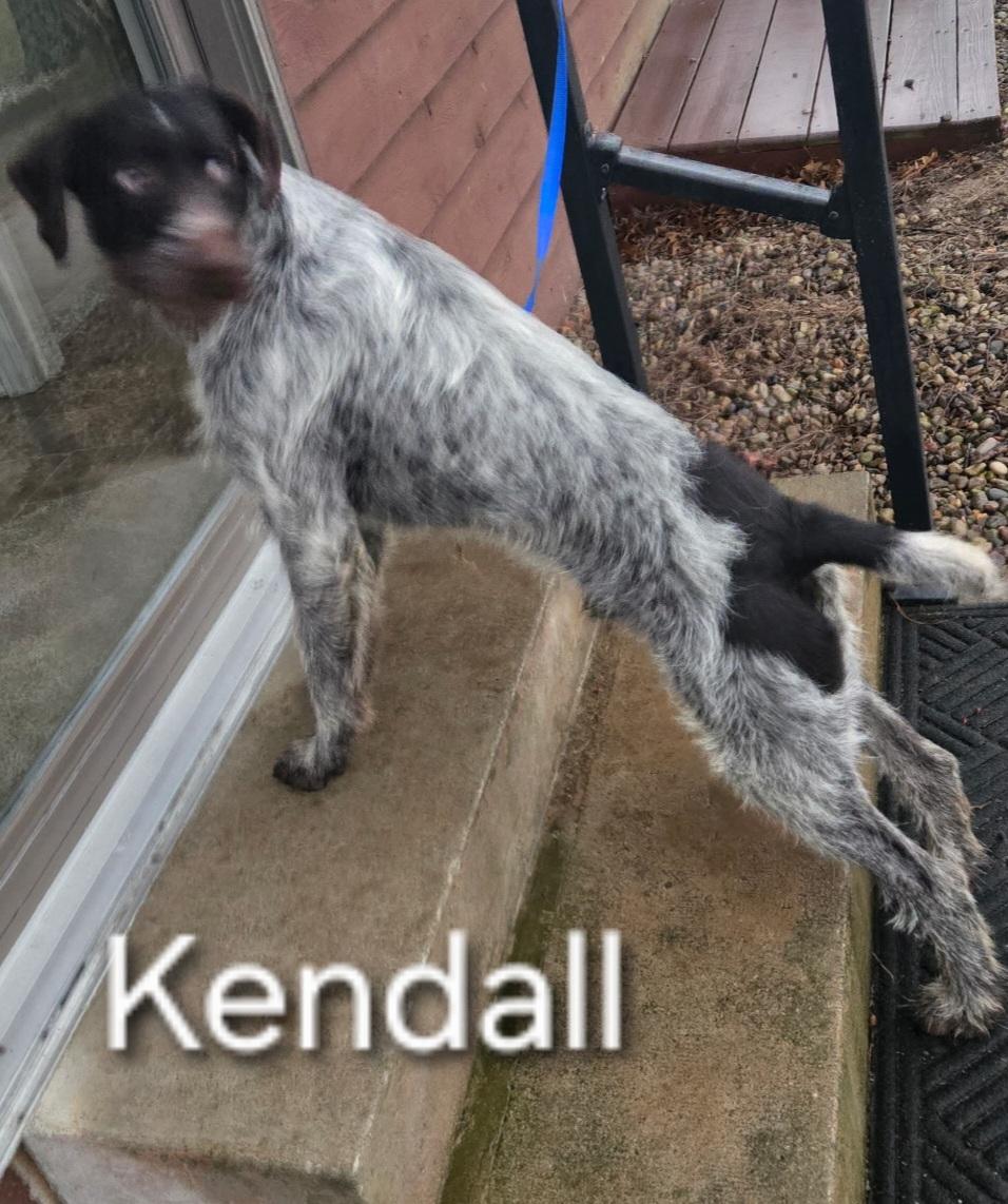 GWP PUPS German Wirehaired Pointer