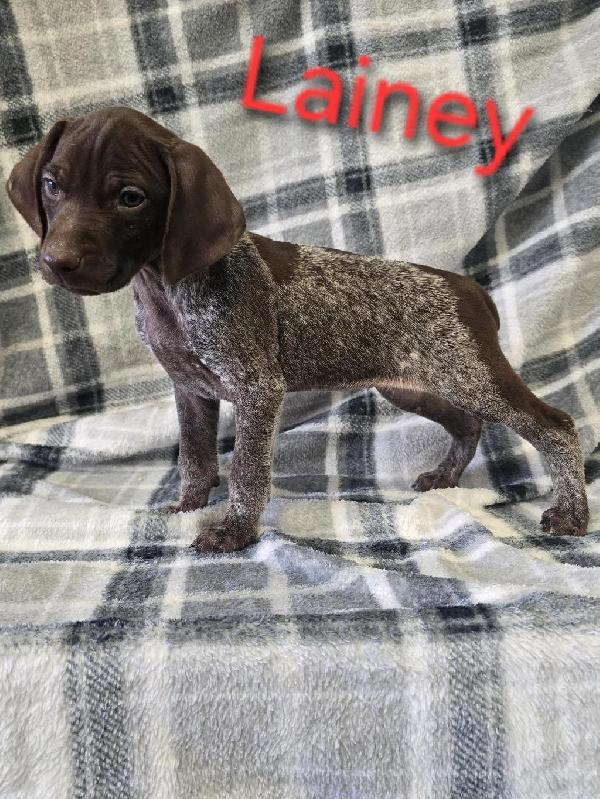 German Shorthaired Pointer