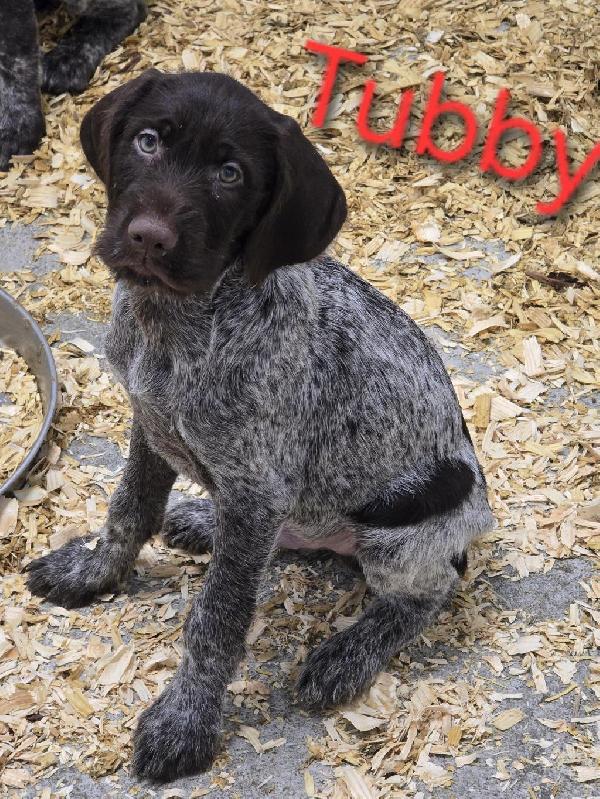 German Shorthaired Pointer