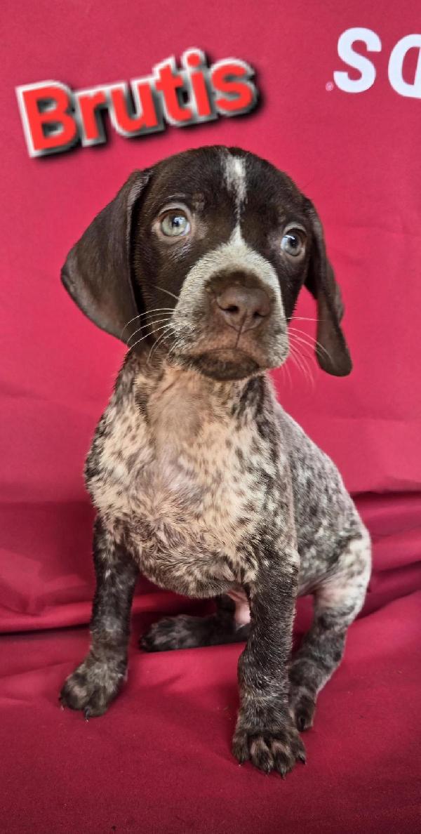 German Shorthaired Pointer