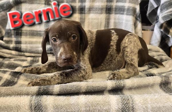 German Shorthaired Pointer