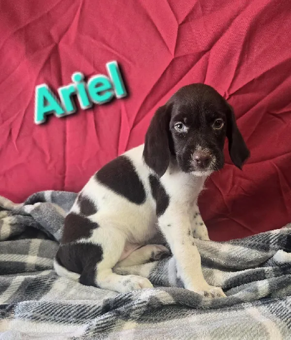 German Wirehaired Pointer