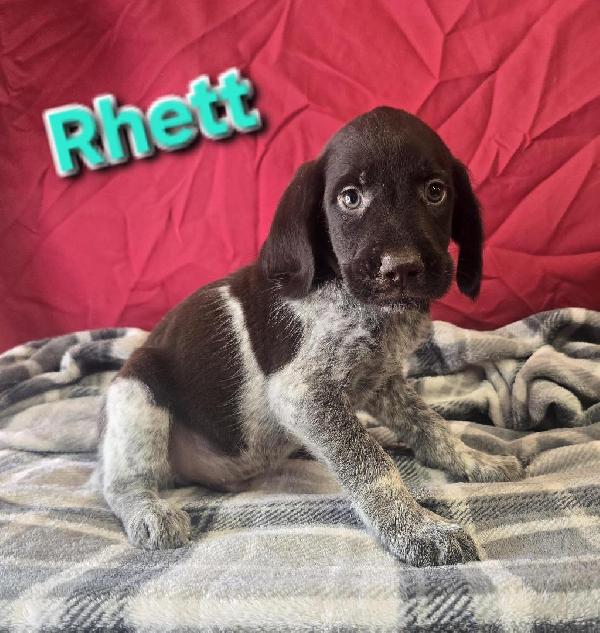 GWP PUPS German Wirehaired Pointer