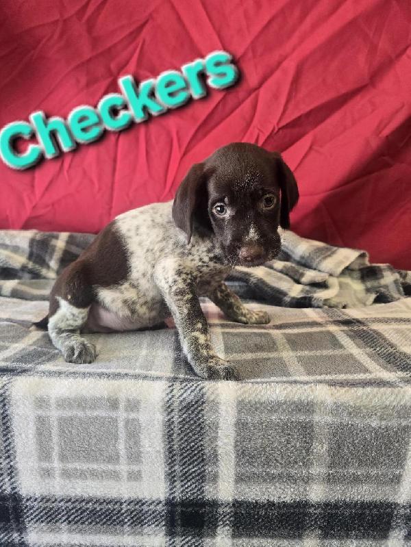 GWP PUPS German Wirehaired Pointer