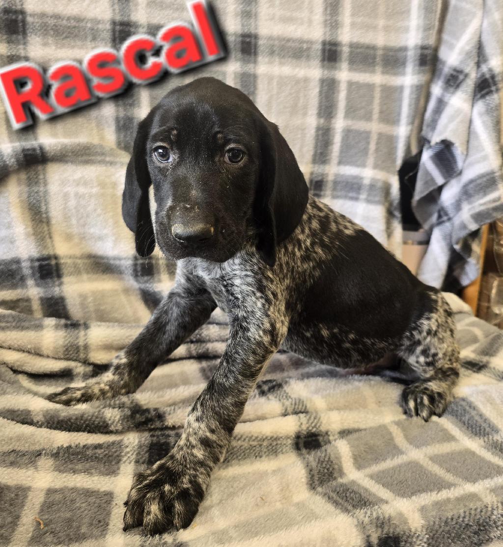 GSP PUPS German Shorthaired Pointer