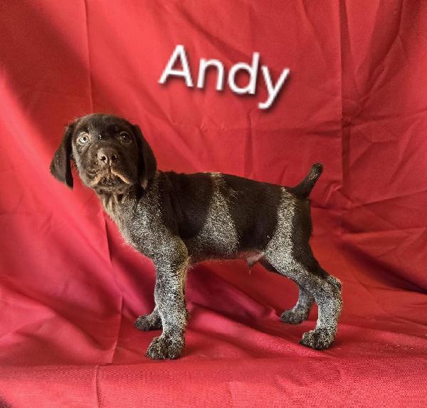 German Wirehaired Pointer
