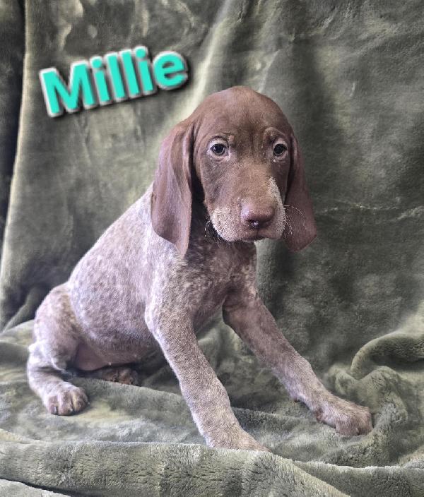 GSP PUPS German Shorthaired Pointer