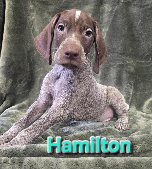 GSP PUPS German Shorthaired Pointer