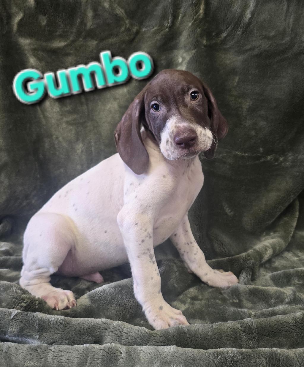 GSP PUPS German Shorthaired Pointer