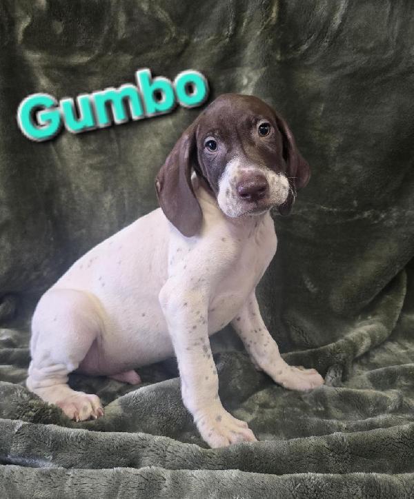 GSP PUPS German Shorthaired Pointer
