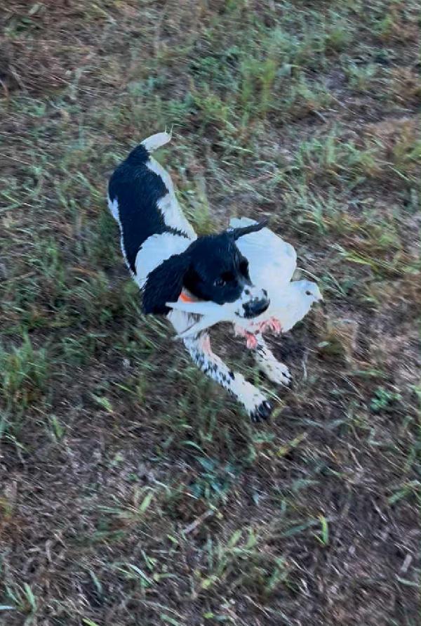 English Cocker Spaniel