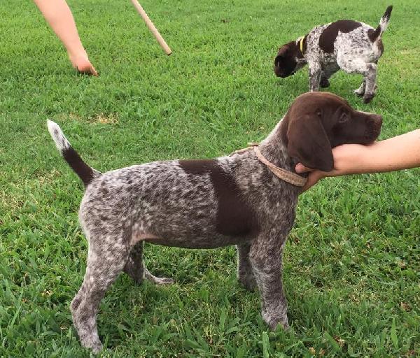 Texas Gsp Ranch