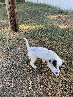 TRI COLOR MALE .JPEG