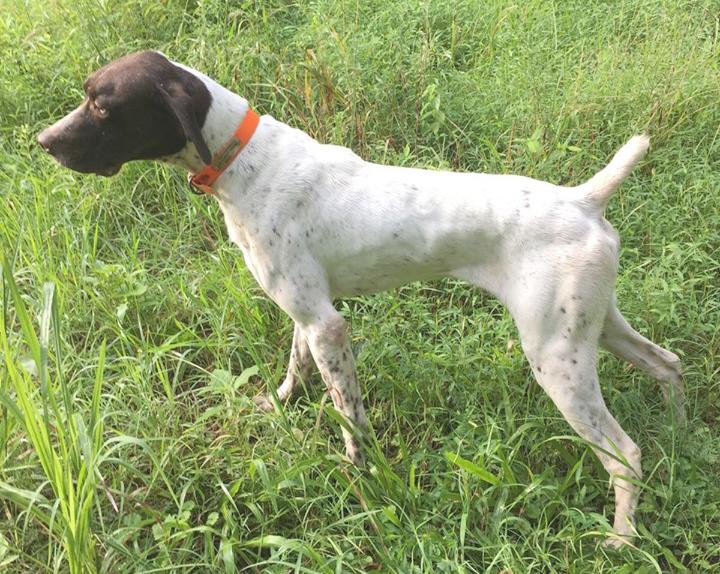 Broke Male German Shorthair