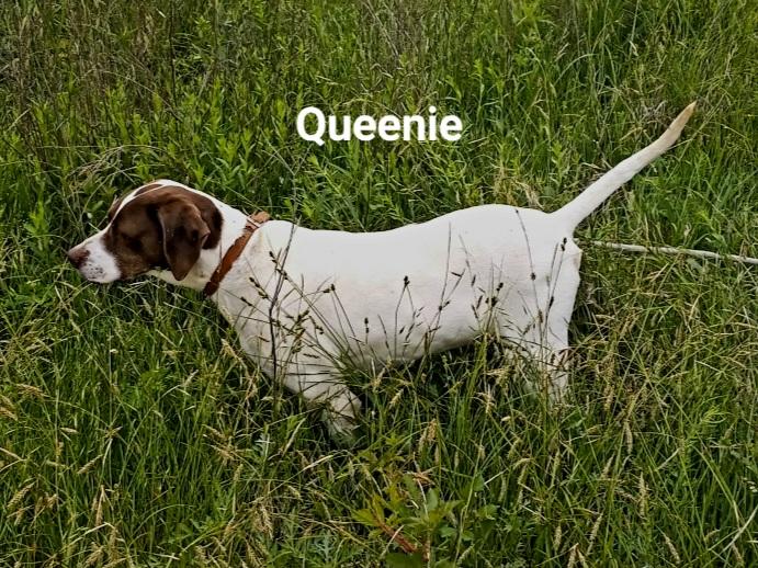 ELHEW LF POINTER QUEENIE English Pointer