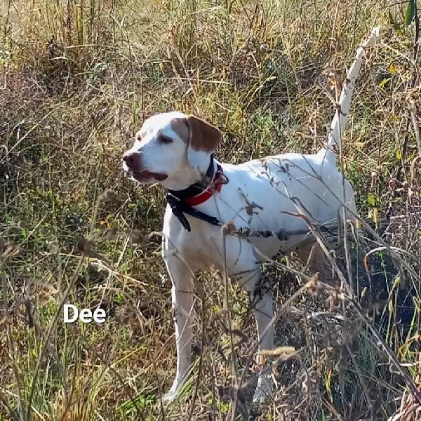 English Pointer