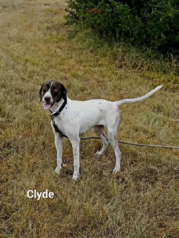 English Pointer